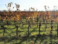 IMG_20241021_161801-EDIT.webp