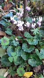 20241015_113148.webp