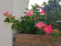 IMG_20241023_090057.webp