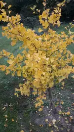 1729886311016.webp