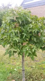 1729886403180.webp