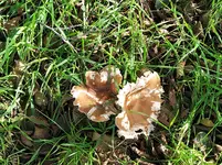 IMG_20241013_153306_1.webp