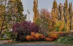 IMG_20181019_155251350_HDR.webp