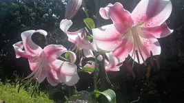 Baumlilie.webp