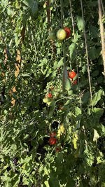 IMG_3047.jpeg