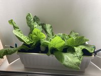 Salat*Zuckerhut*B*2024-10-27*01.jpg
