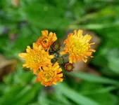 006.webp