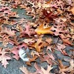 010.webp