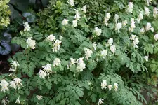 Lerchensporn0119.webp