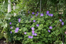 Geranium Rozanne 0616.JPG