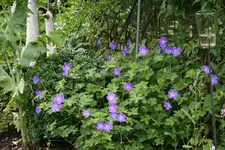 Geranium Rozanne 0616.webp