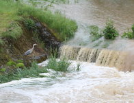 Hochwasser  0424.JPG