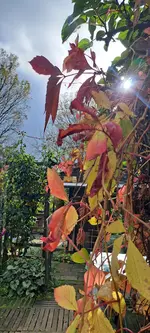 20241029_112654.webp