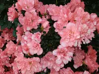 IMG_20240324_135739.webp