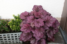 Heuchera    0122.JPG