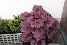 Heuchera    0122.webp