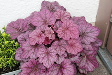 Heuchera    0222.JPG