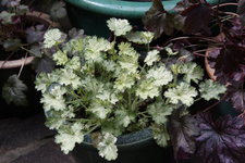 Heuchera    0323.JPG