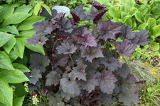 Heuchera    0423.JPG