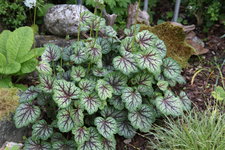 Heuchera    0723.JPG