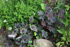 Heuchera    0823.JPG