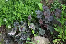 Heuchera    0823.webp