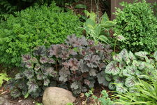 Heuchera  0220.JPG