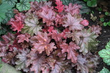 Heuchera  0721.JPG