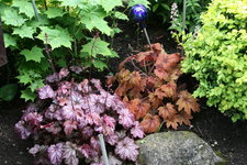 Heuchera0416.JPG