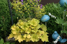 Heuchera2419.JPG