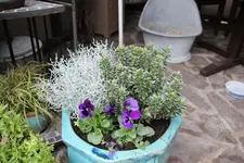 Terasse             5624.webp