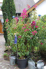 Bougenvillea    0424.JPG