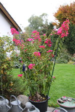 Bougenvillea    0524.JPG