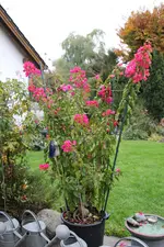 Bougenvillea    0524.webp
