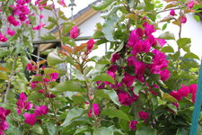 Bougenvillea    0624.JPG