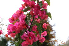 Bougenvillea    0724.JPG