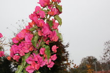 Bougenvillea    0824.JPG