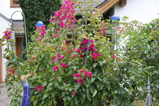 Bougenvillea    0924.JPG