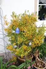 Granatapfel0424.webp