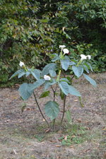 Datura inoxia.JPG