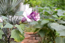 Datura metel.JPG