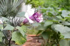 Datura metel.webp