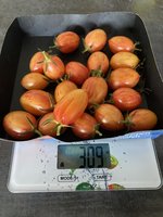 Tomate*Blush Tiger*Ernte*24-10-30.jpg