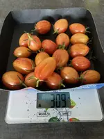Tomate*Blush Tiger*Ernte*24-10-30.jpg