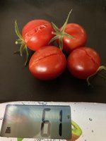 Tomate*Muchacha*Ernte*24-10-30.jpg