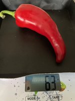 Paprika*Spitzpaprika 'Lipari' Ernte*2024-10-30.jpg