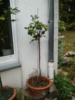 Citrus limon 1.webp