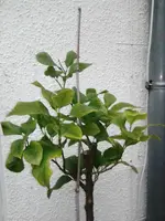 Citrus limon 2.webp
