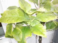 Citrus limon 3.webp
