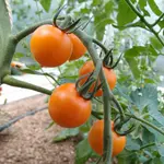 nicht Sungold F1 - 1.jpg